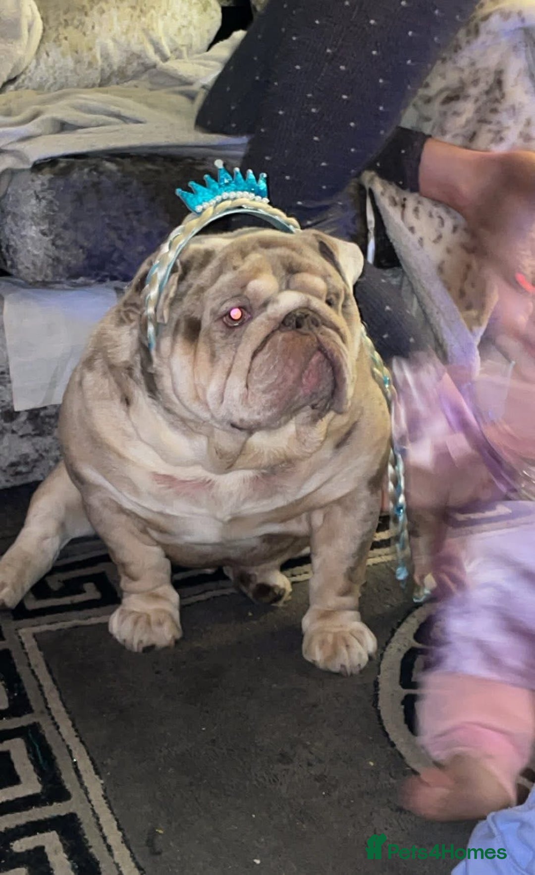 English Bulldog dogs for sale: FREE‼️ , boss🥹💙 - Image 2