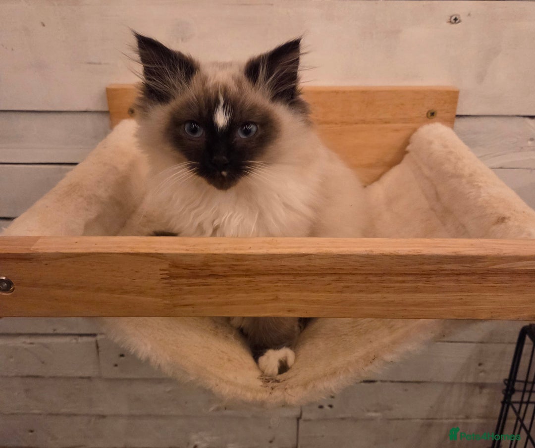 Ragdoll cats for sale: 1 Beautiful Male Seal Mitted Ragdoll with Blaze - Advert 4
