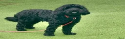 Cavapoo dogs for sale: Cavapoo, Cockapoo and Pood - Advert 8