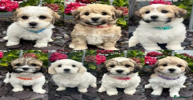 Mixed Breed dogs - Advert 11