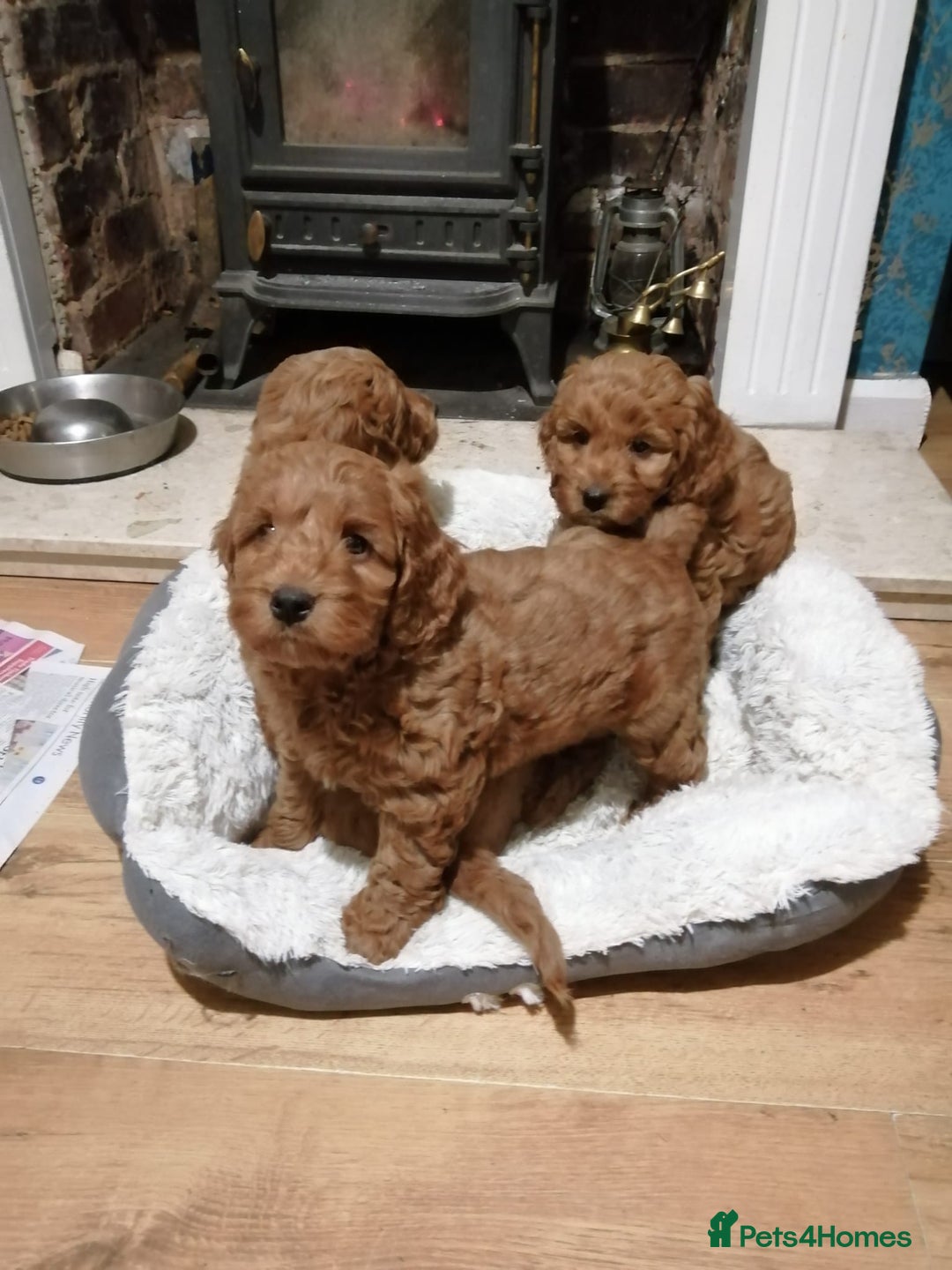 Cockapoo dogs for sale: Last stunning boy cockerpoo - Advert 4