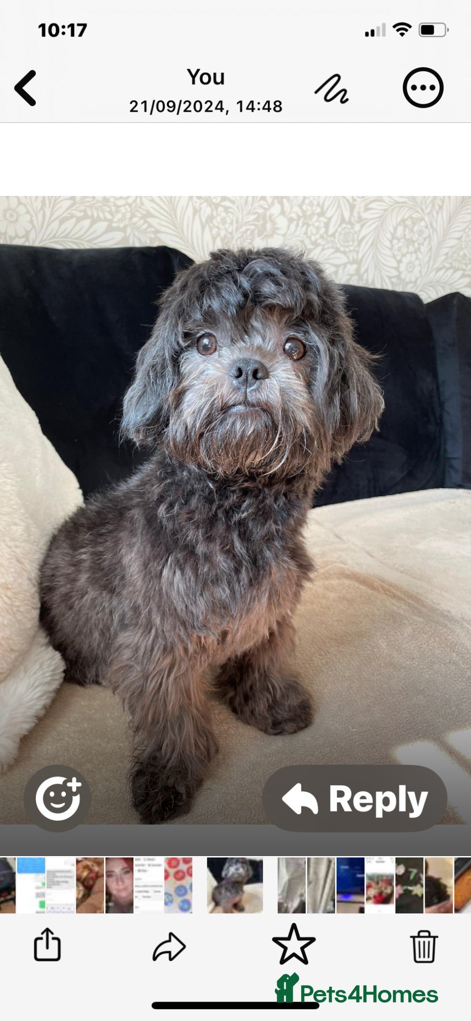 Shih Tzu dogs Shih Tzu boy  - Advert 16