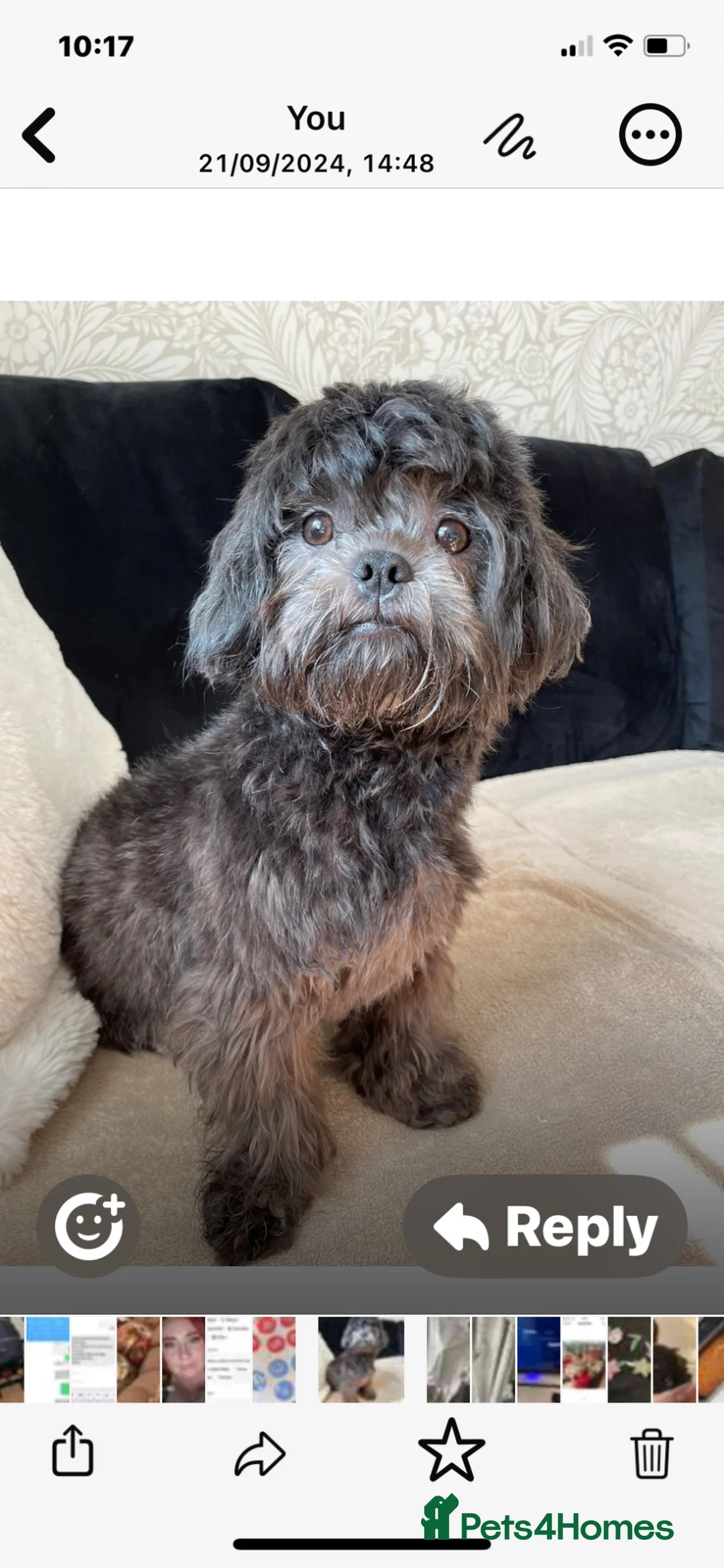 Shih Tzu dogs for sale: Shih Tzu boy  - Advert 1