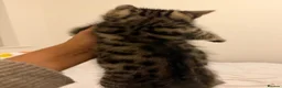 Mixed Breed cats for sale: Kittens  - Advert 15