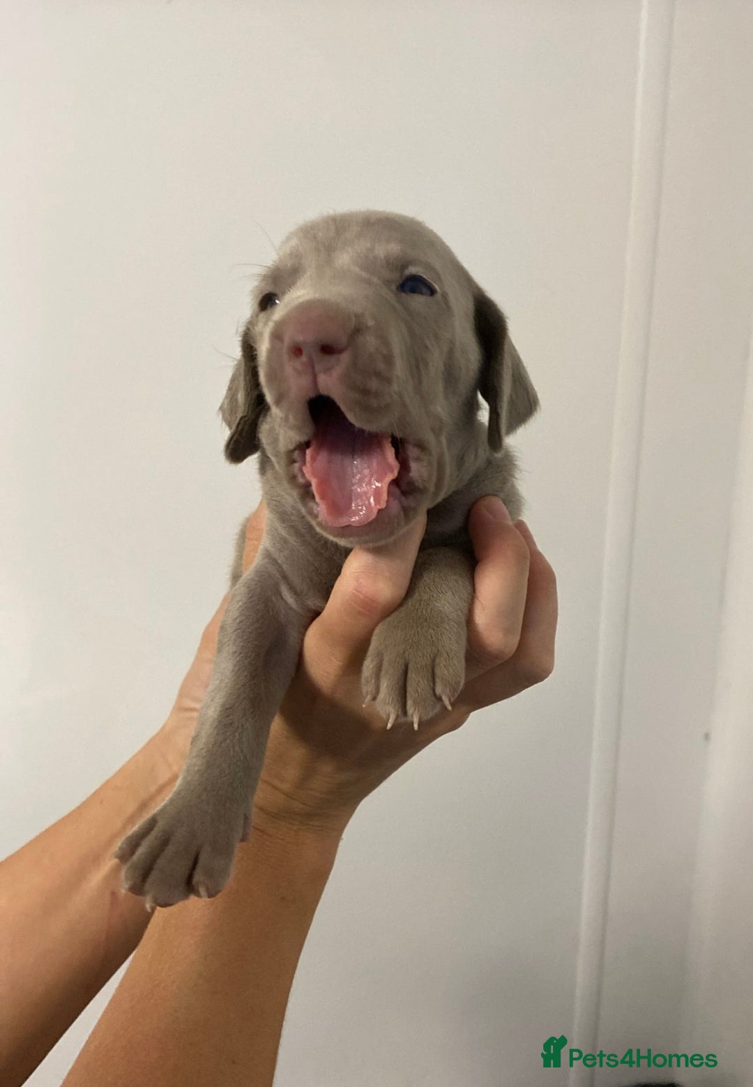 Weimaraner dogs for sale: 2 boys/2 girls available  - Image 3