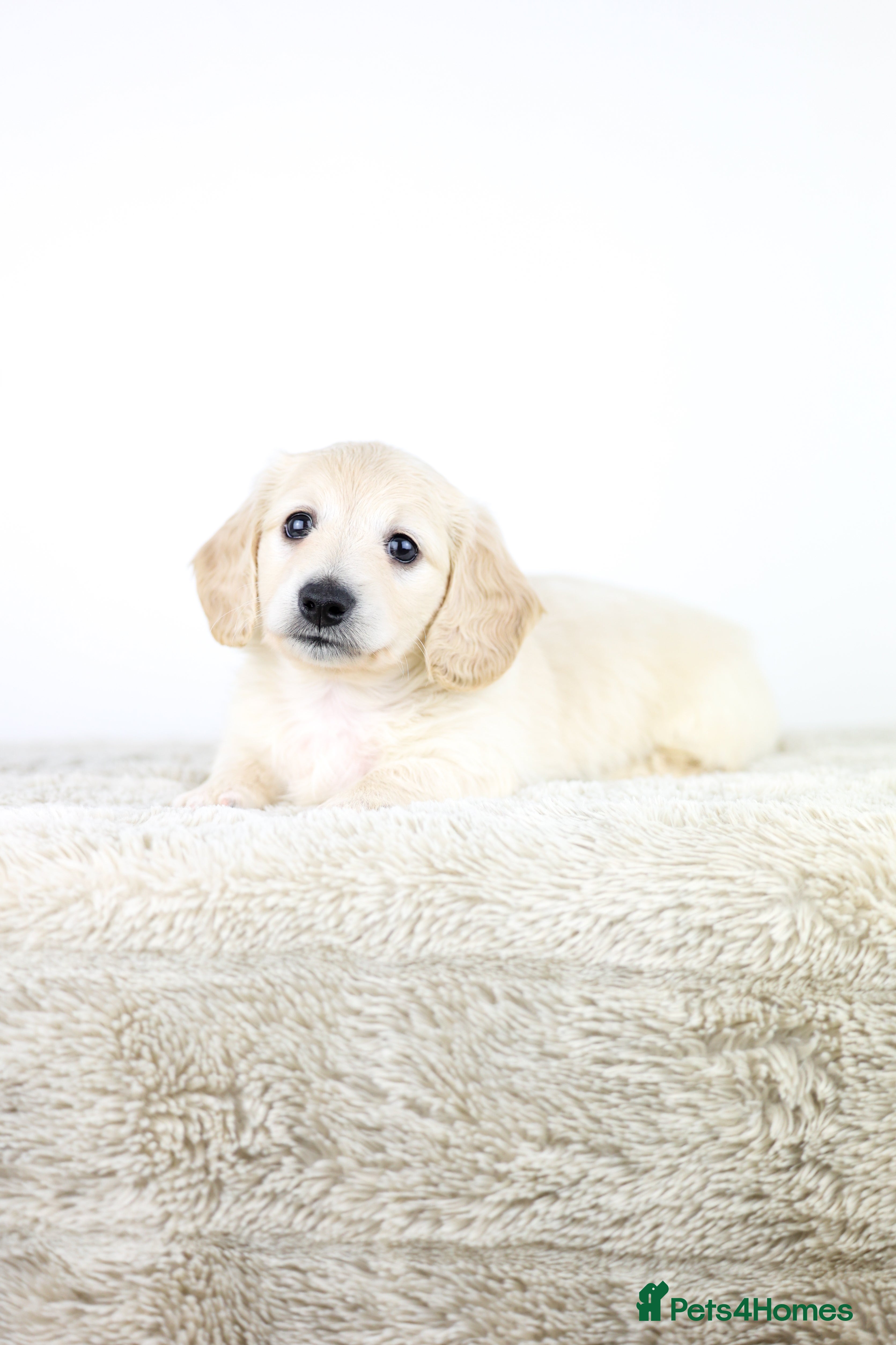 Miniature Dachshund dogs KC registered cream longhair miniature dachshund  - Advert 2