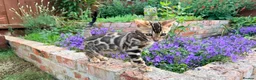 Bengal cats for sale: Bengal Kitten for Sale GCCF registered - Advert 3