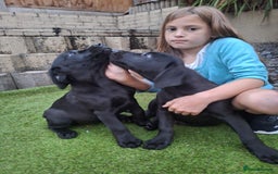 Labrador Retriever dogs for sale: ONLY 2 LEFT. Beautiful Healthy Labrador Puppies - Image 11