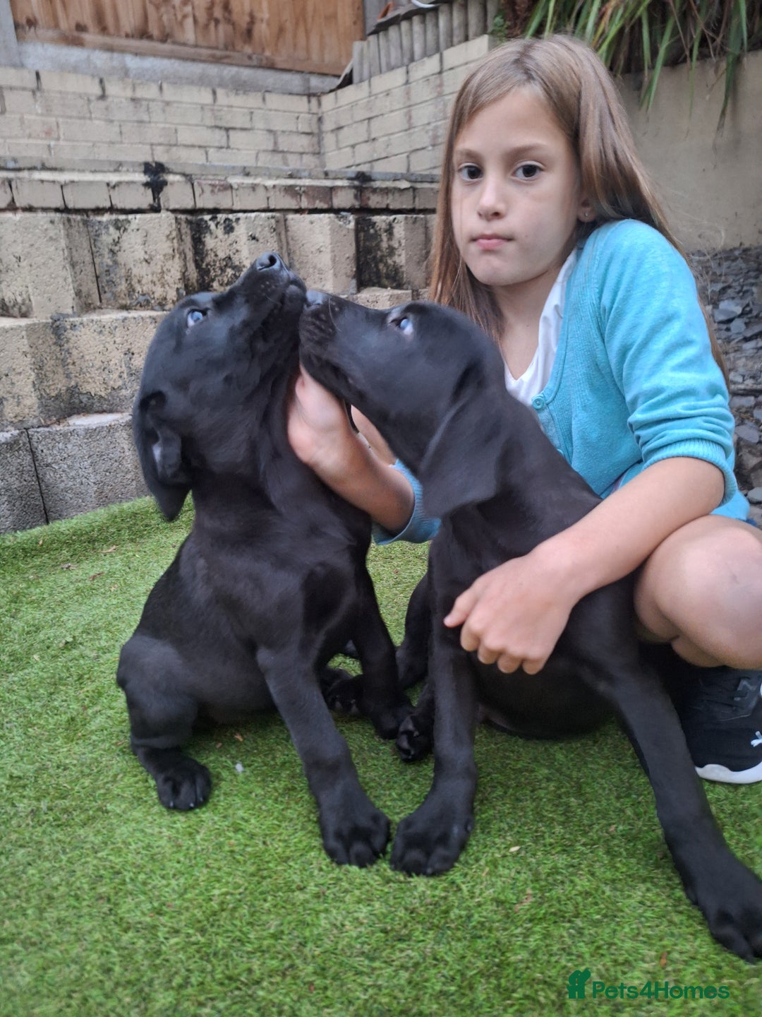Labrador Retriever dogs for sale: ONLY 2 LEFT. Beautiful Healthy Labrador Puppies - Image 11