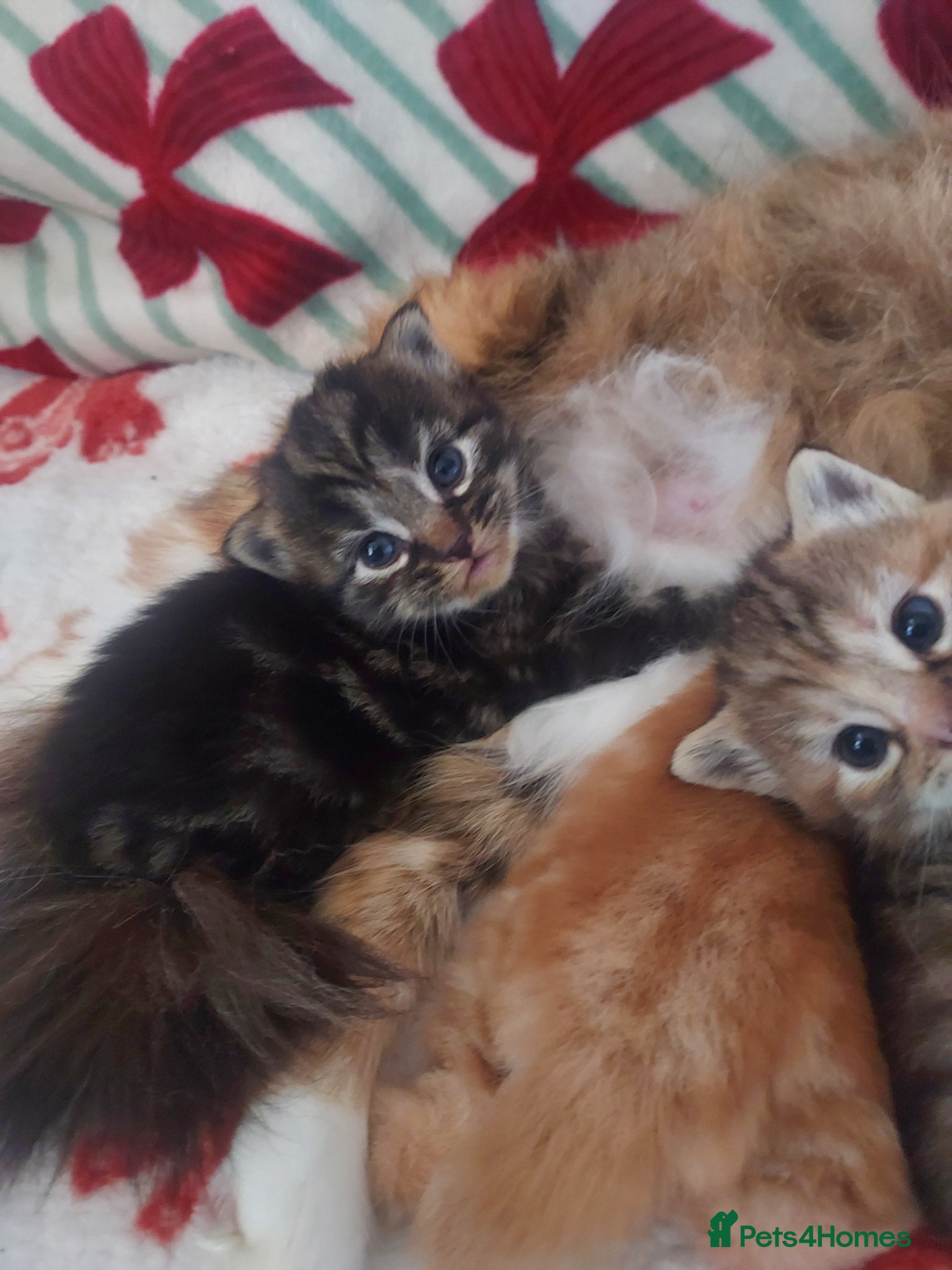 Mixed Breed cats Norwegian forest cross kittens - Advert 1