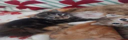 Mixed Breed cats for sale: Norwegian forest cross kittens - Advert 1