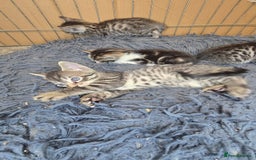 Bengal cats for sale: Bengal x tabby kittens - Image 14