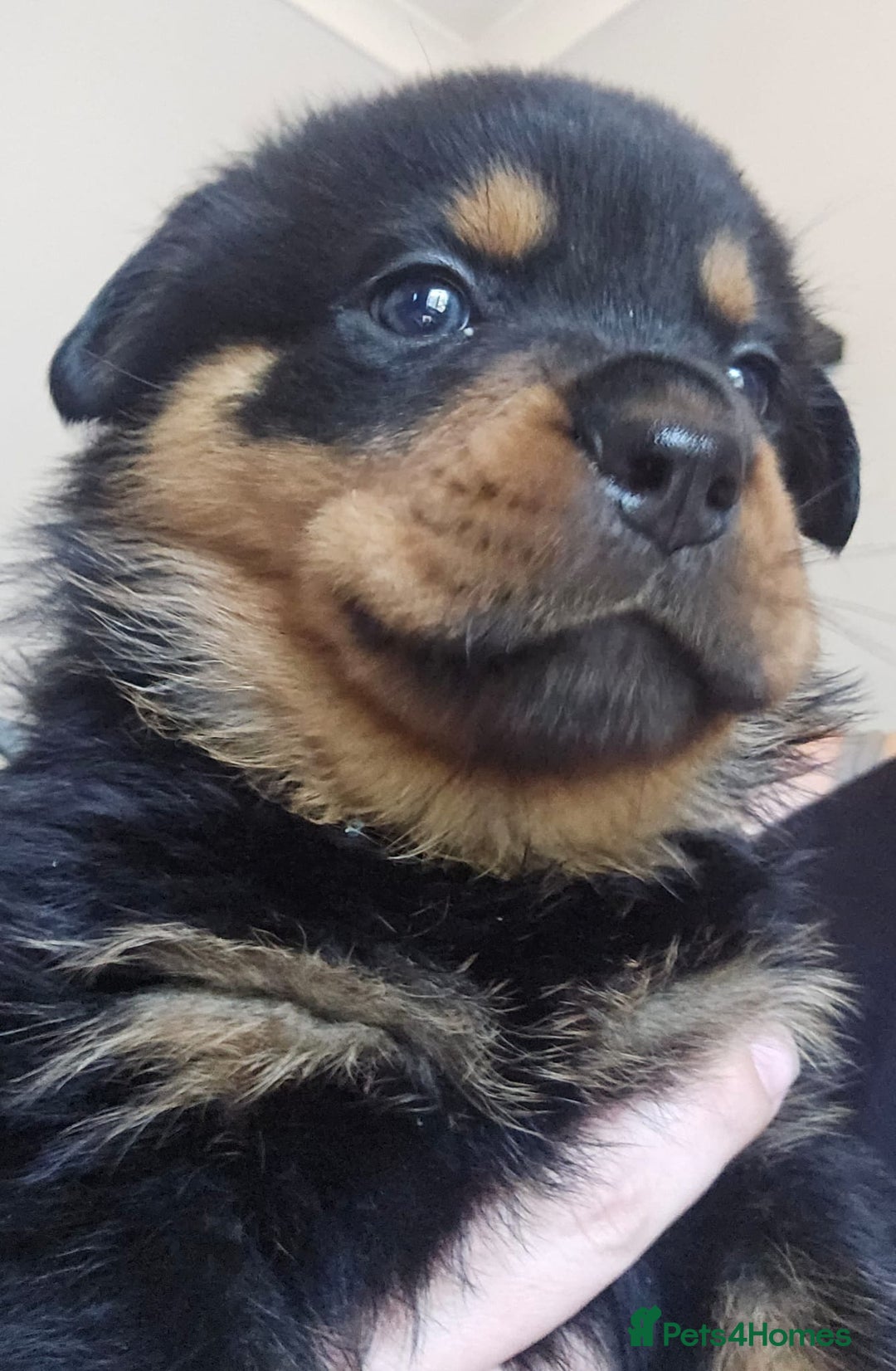 Rottweiler dogs for sale: Beautiful rottweiler puppies - Image 10
