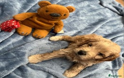 Cockapoo dogs for sale: Beautiful litter of cockapoos - Image 18