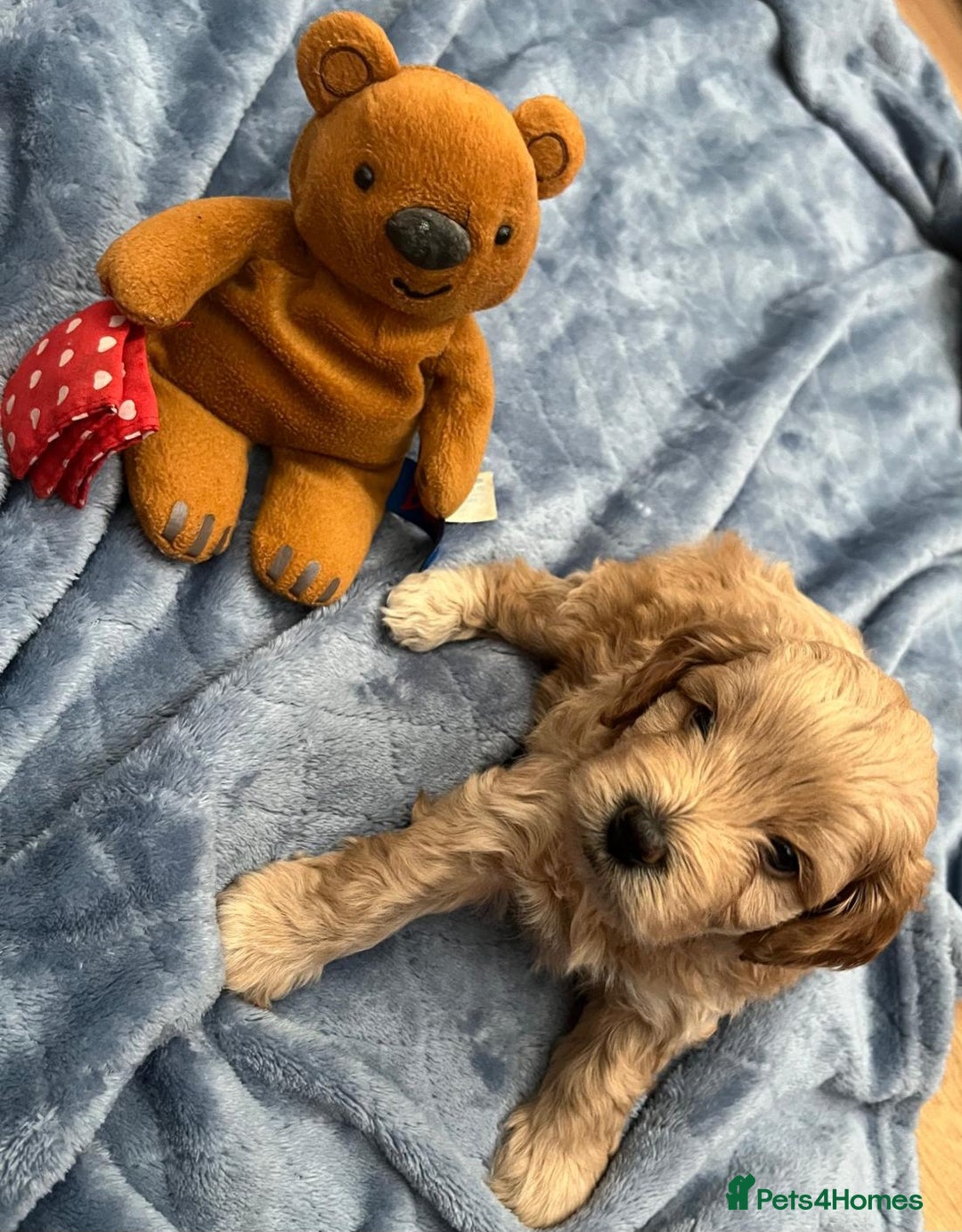 Cockapoo dogs for sale: Beautiful litter of cockapoos - Image 18