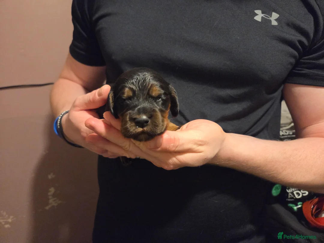 Cocker Spaniel dogs for sale: 8 Beautiful KC Reg Cocker Spaniel Puppies - Advert 12