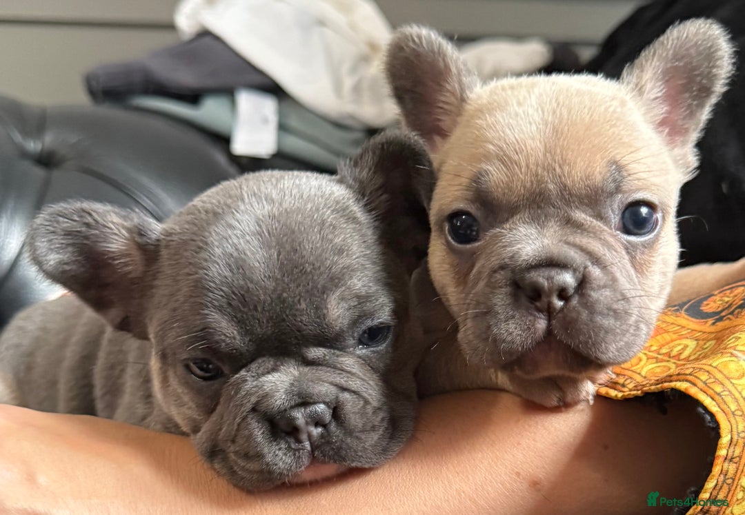 French Bulldog dogs for sale: Well bred French Bulldog Puppies  - Image 8