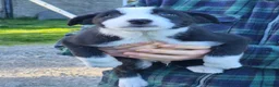Mixed Breed dogs for sale: Border x Beardie Collies - Advert 10