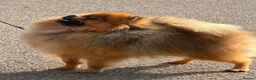 Pomeranian dogs for sale: Male Pomeranian  in March - Advert 1