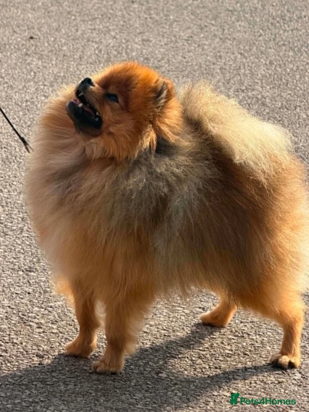 Pomeranian dogs for sale: Male Pomeranian  in March - Advert 1
