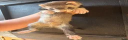 Ferret rodents for sale: 6 male ferrets  - Advert 5