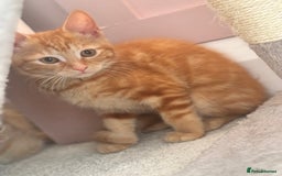 Mixed Breed cats for sale: 1 Gorgeous Female Kitten Ready for their new home - Image 8