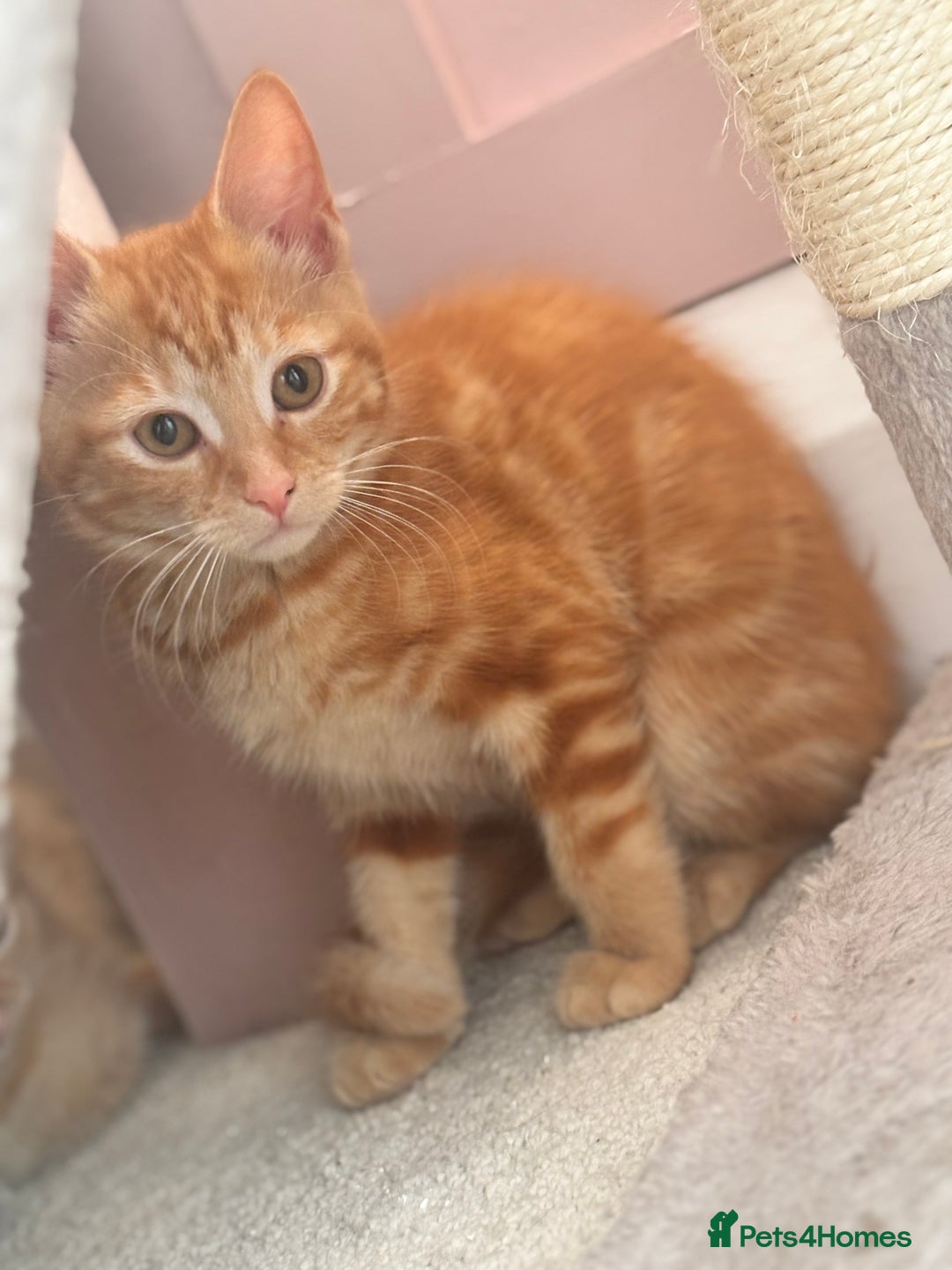 Mixed Breed cats for sale: 1 Gorgeous Female Kitten Ready for their new home - Image 8