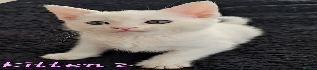 Kitten 2