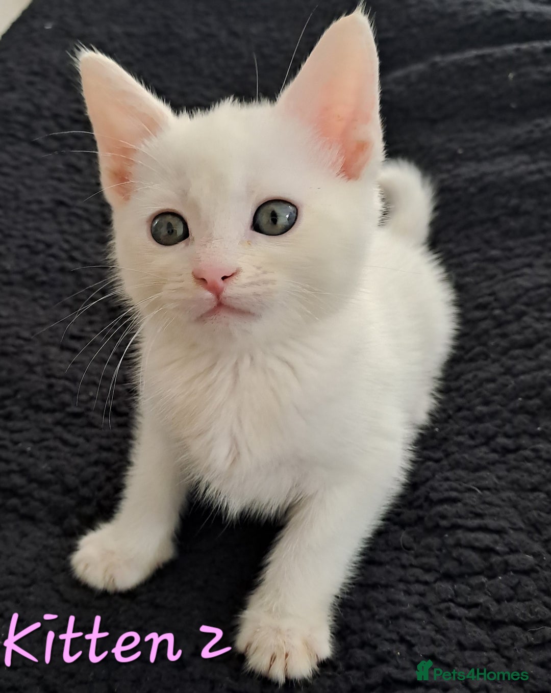 Mixed Breed cats for sale: 4 cute kittens up for sale - Image 20