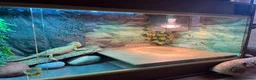 Bearded Dragon reptiles for sale: Female rescue named Athena  in Fleetwood - Advert 5
