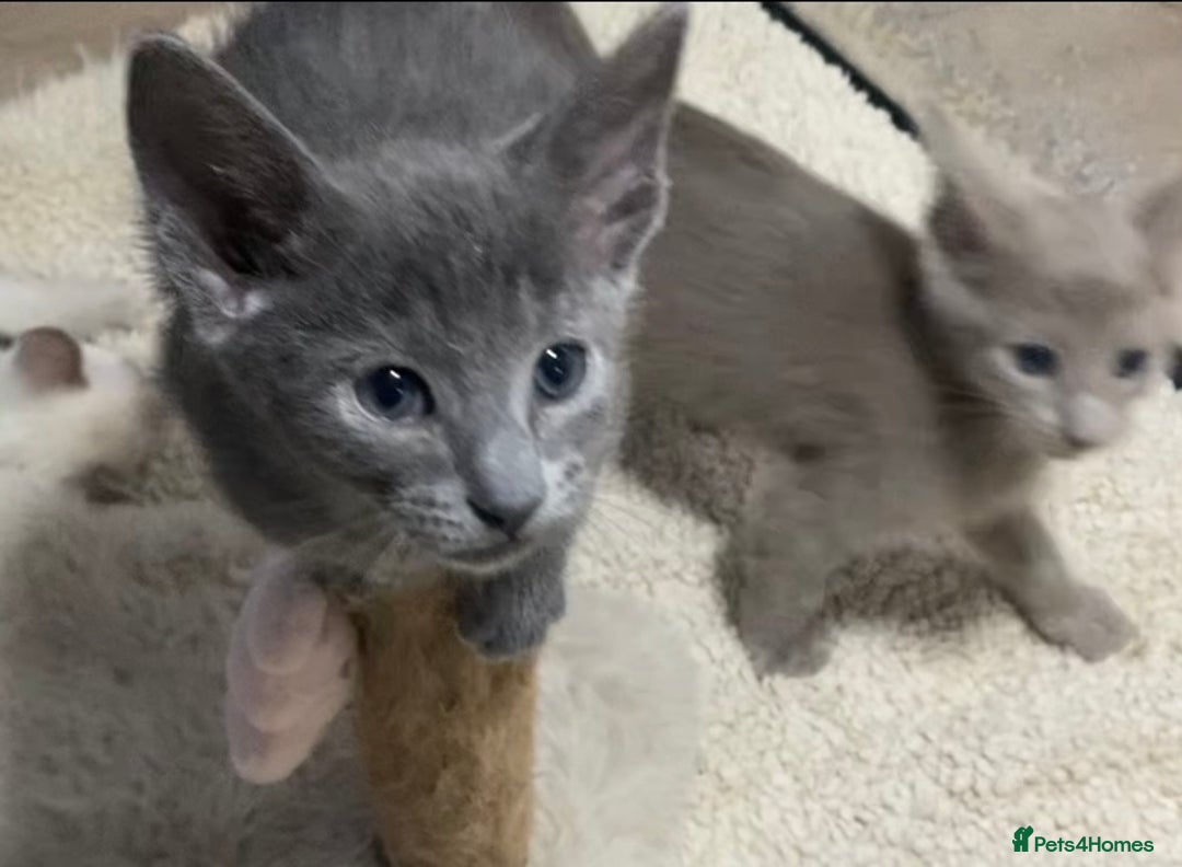 Oriental cats for sale: Oriental kittens  - Advert 12