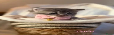 Persian 4