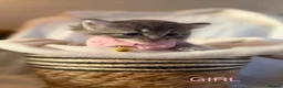 Persian cats for sale: Persian x - Advert 11