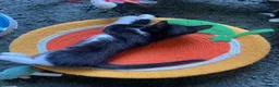 Mixed Breed cats for sale: 2 adorable kittens for sale  - Advert 5