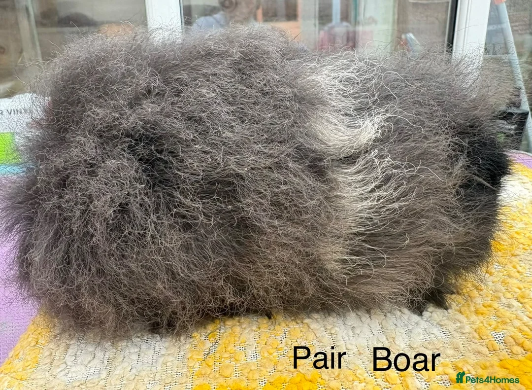 Guinea Pig rodents for sale: Swiss Boars and a Sow - Advert 1