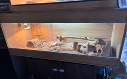 Bearded Dragon reptiles for sale: Bearded dragon for sale - Image 2