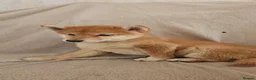 Japanese Shiba Inu dogs for sale: Japanese Shiba Inu  - Advert 7