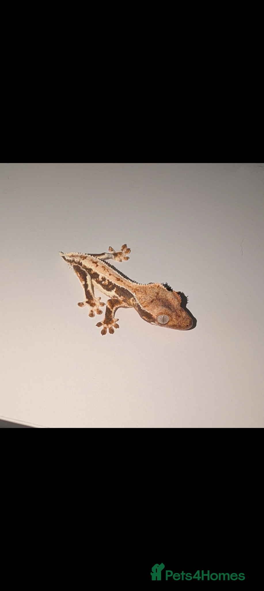 Gecko reptiles Lily White mixed Crest Geckos - Advert 19