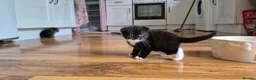 Mixed Breed cats for sale: Scottish gold kittens in Heathfield - Advert 12