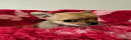 Chihuahua dogs for sale: Adorable Chihuahua puppies - Advert 3