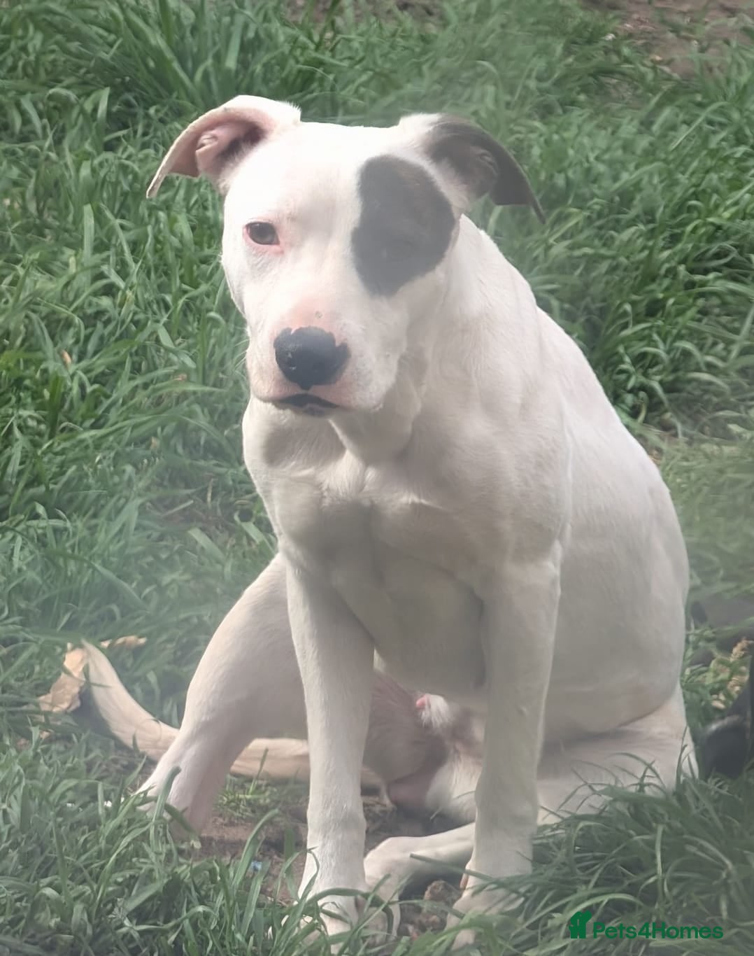 Staffordshire Bull Terrier dogs Narla 1 years old - Advert 1