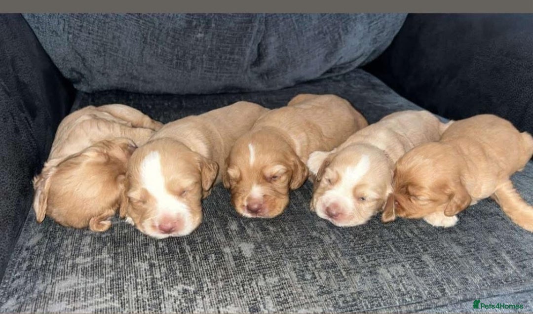 Cocker Spaniel dogs for sale: Cocker spaniel puppies  - Image 1