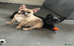 Mixed Breed dogs for sale: FREE Frenchie x pocket bully  - Image 4