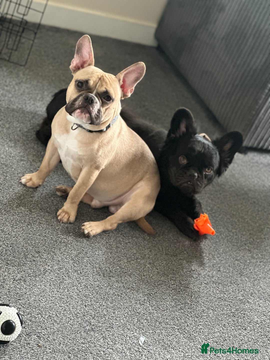 Mixed Breed dogs for sale: FREE Frenchie x pocket bully  - Image 4