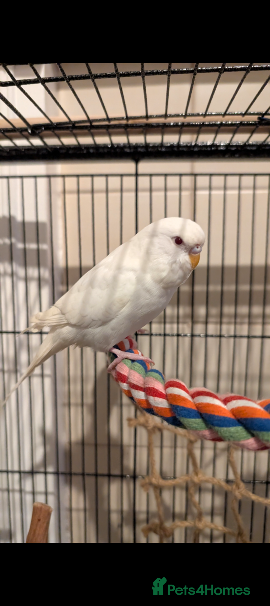 Budgerigars birds for sale: 2 Budgies and Cage - Advert 4