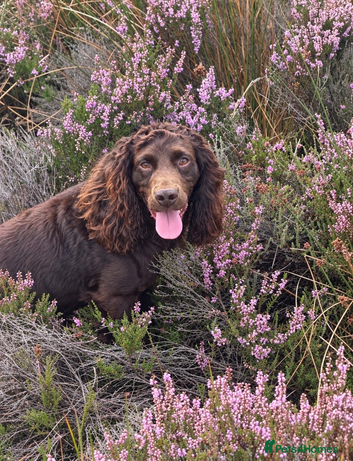 Cocker Spaniel dogs FTCH cocker spaniel for stud  - Advert 1