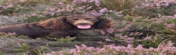 Cocker Spaniel dogs for stud: FTCH cocker spaniel for stud  - Advert 1