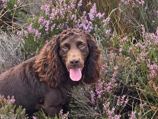 Cocker Spaniel dogs FTCH cocker spaniel for stud - Advert 1
