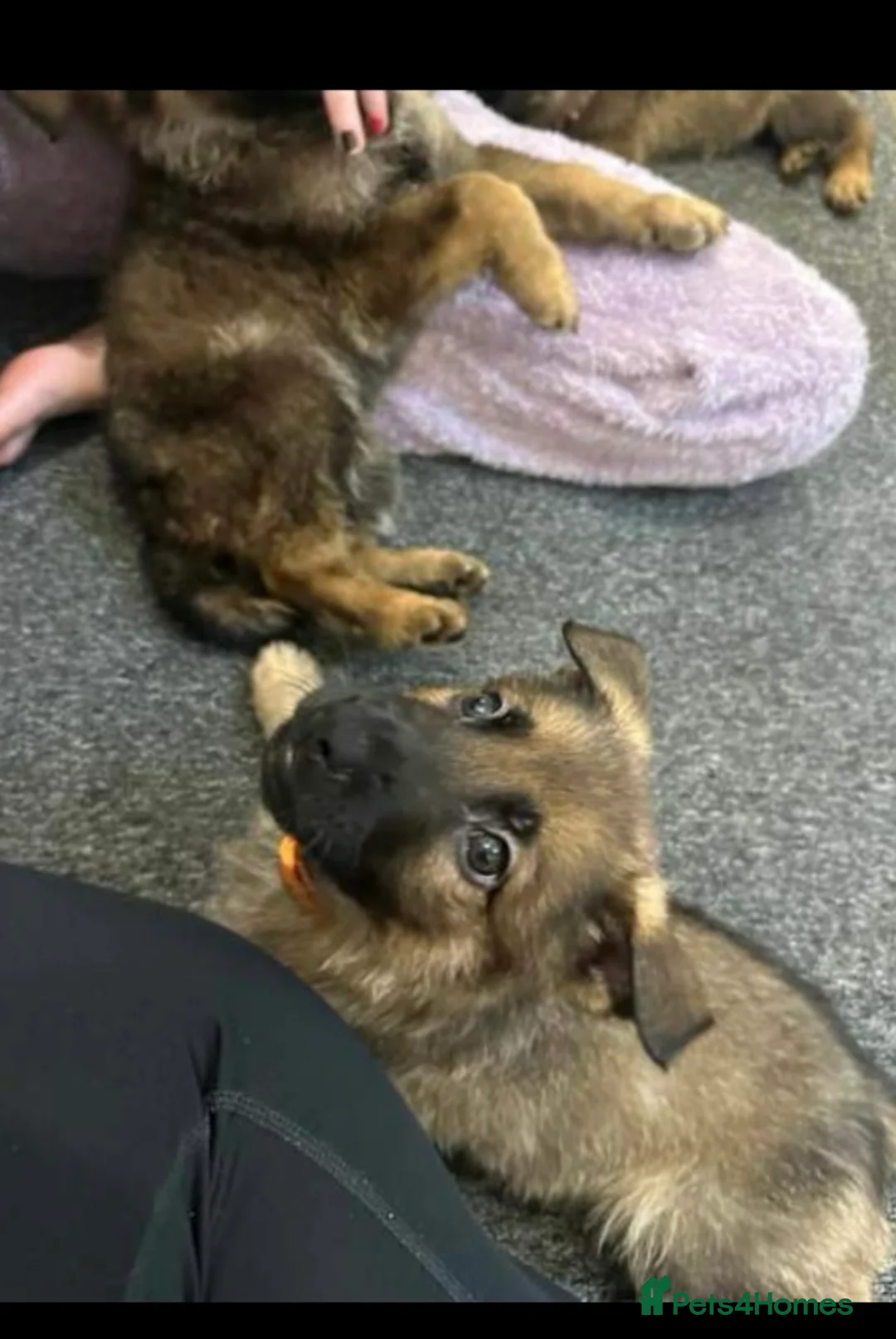 German Shepherd dogs for sale: 100% Healthy Pure Breed  German Shepherd Puppies  - Advert 13