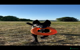Belgian Shepherd Dog dogs for sale: Stunning Belgian Malinois bitch- absolute bargain  - Image 5